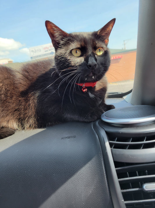 How I Travel with 5 Cats