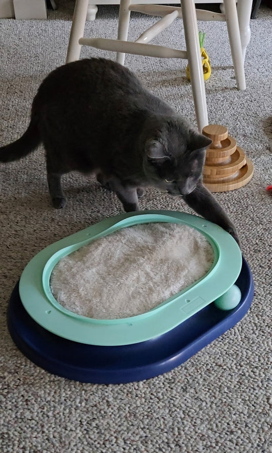 Weston from Connecticut