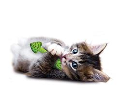 PetStages Fresh Breath Mint Stick Toy - Hillbilly House Panthers