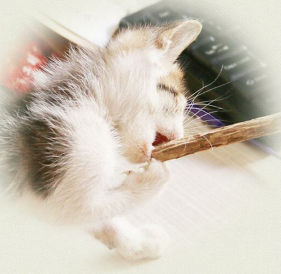 Hillbilly House Panthers Silvervine & Catnip Chew Sticks for Cats - Hillbilly House Panthers