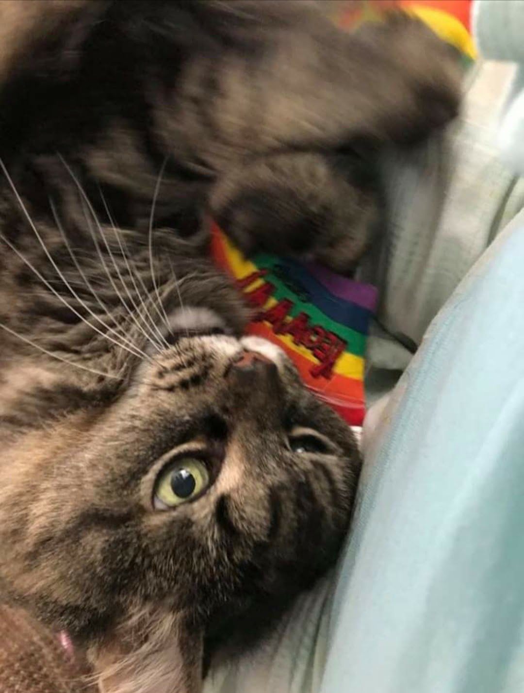 Penelope from Michigan - Hillbilly House Panthers