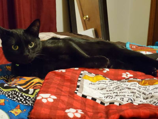 Lucky on the Play Mats - Hillbilly House Panthers