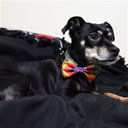 Huxley and Kent Woodstock Tie Dye Bow Tie - Hillbilly House Panthers