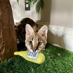 Kittybelles Kitty Cake Plush Booze Cat Toy - Hillbilly House Panthers