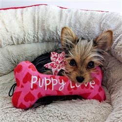 Lulubelles My Puppy Love Bone Small - Hillbilly House Panthers