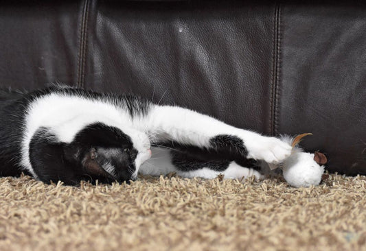 Our Pets Speciality Light/Twinkle Mouse - Hillbilly House Panthers