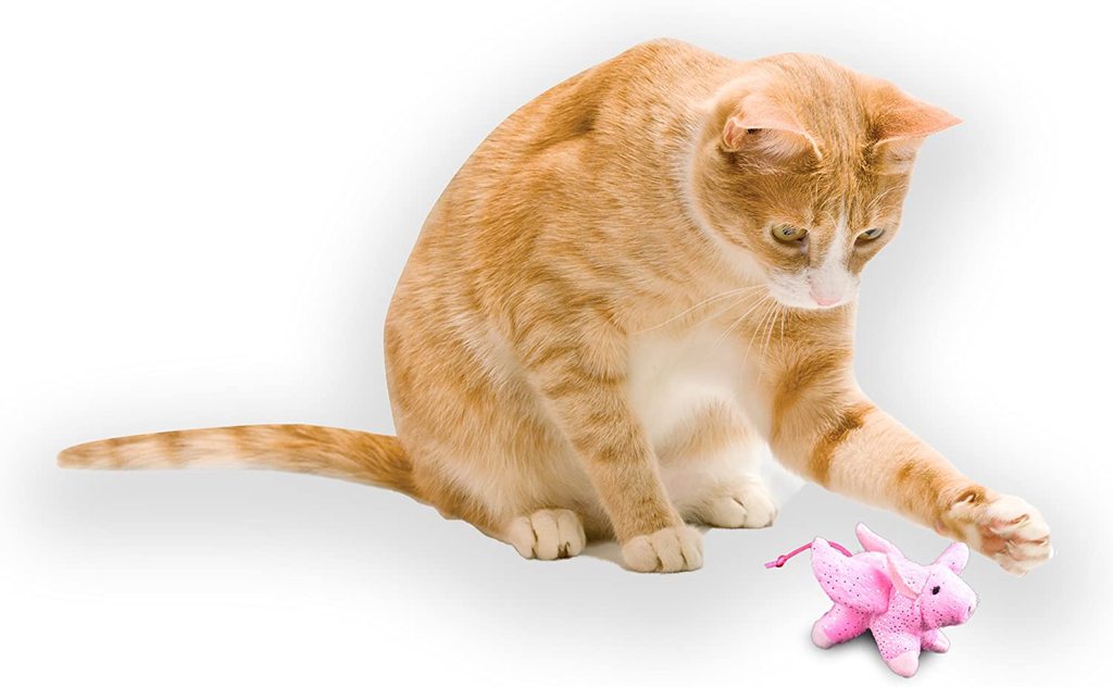 Our Pets Play N' Squeak when Pigs Fly - Hillbilly House Panthers