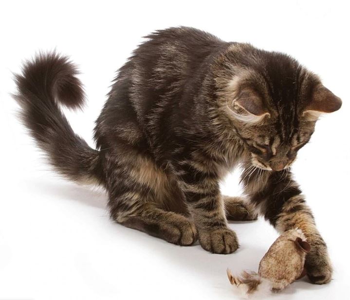 Our Pets Twice the Mice 2 Pack - Hillbilly House Panthers