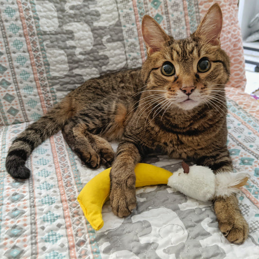 Maynard From Massachusetts - Hillbilly House Panthers