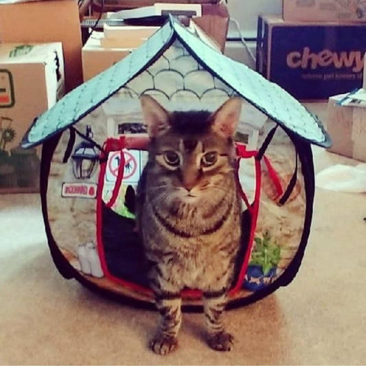 Remy from New York - Hillbilly House Panthers