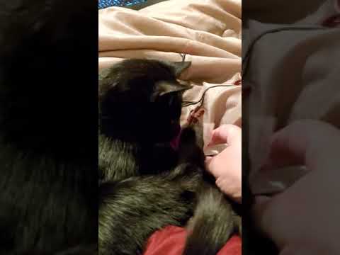 Fat Cat Springy Worms