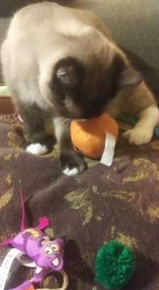 Princess of Oklahoma - Hillbilly House Panthers