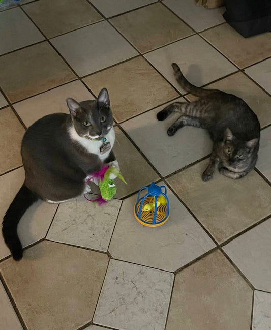 Cosmo & Nova from Florida