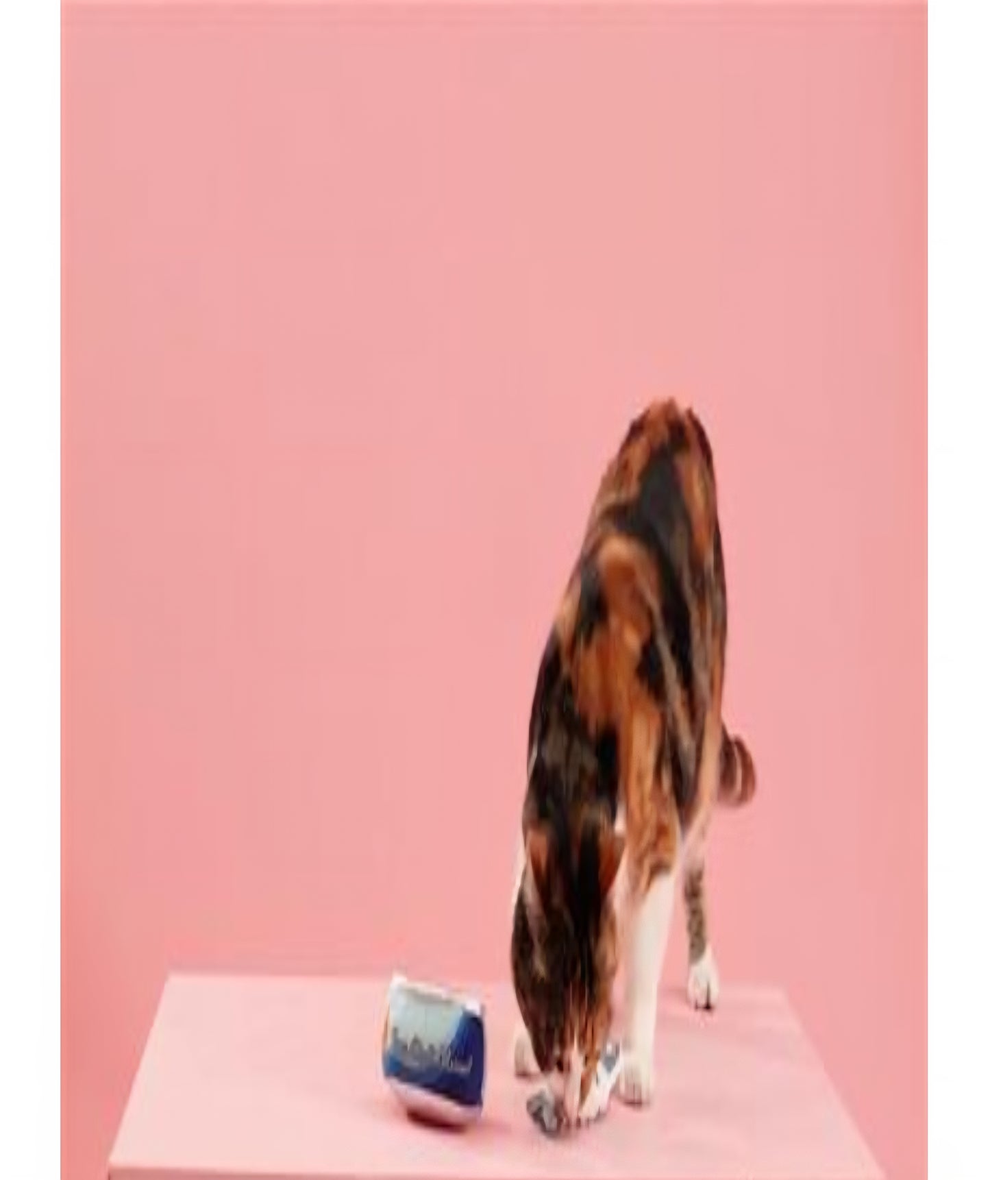 PetShop by Fringe Studio Tuna Right Meow 2 pk Cat Toy