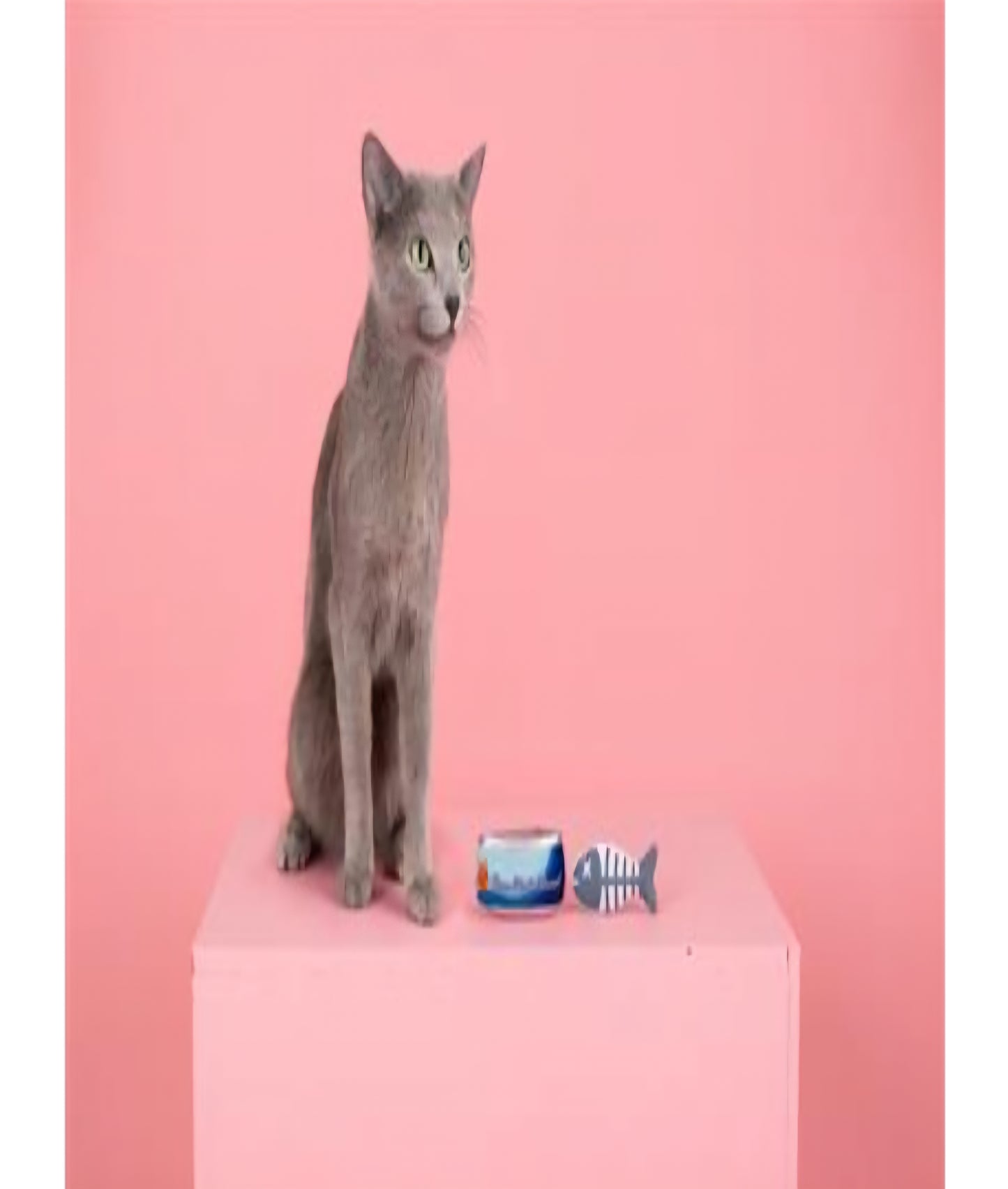 PetShop by Fringe Studio Tuna Right Meow 2 pk Cat Toy
