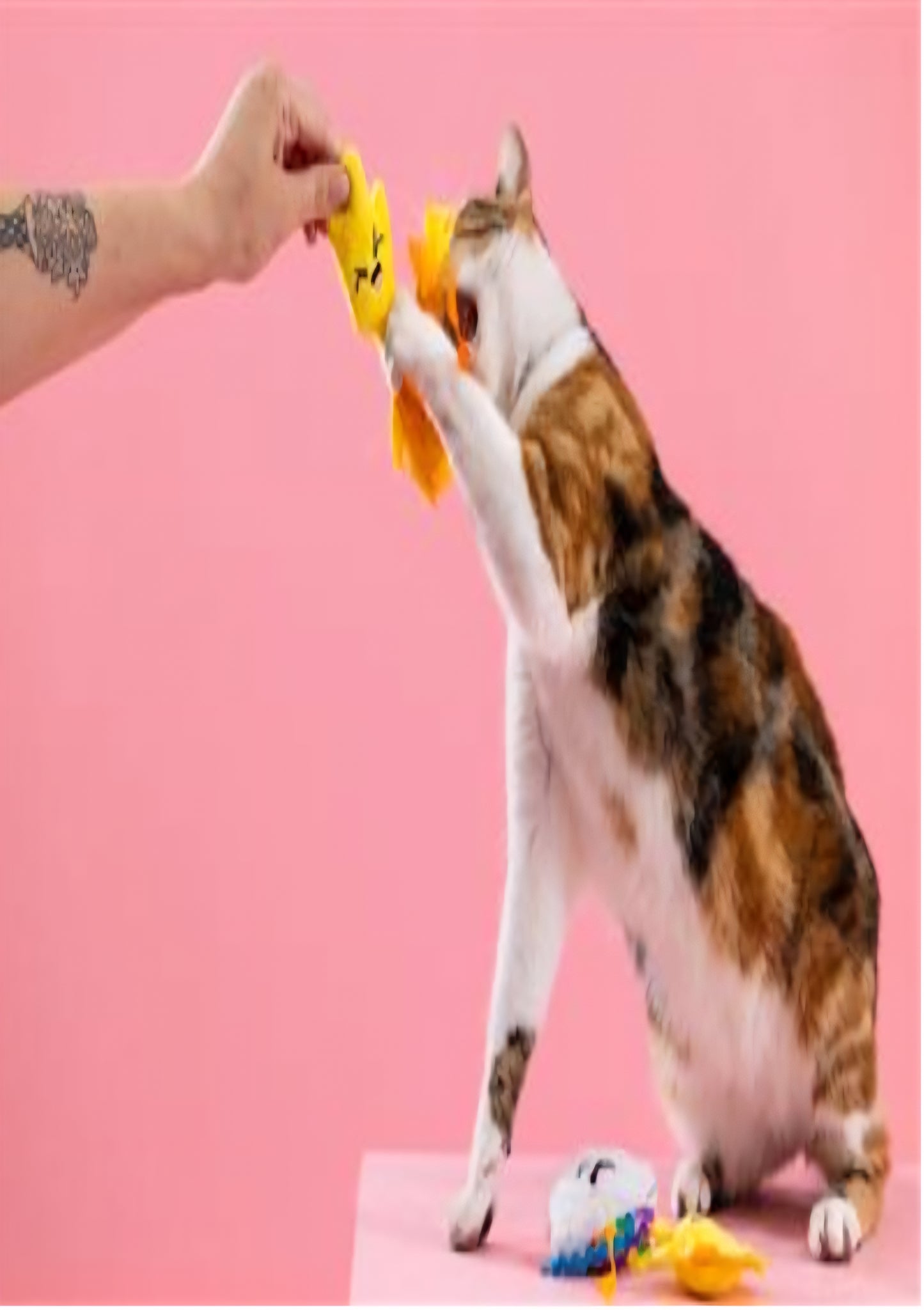 PetShop by Fringe Studio Purr-fect Weather 3 pk Cat Toy