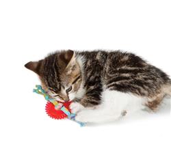 PetStages Kitty Chew Wheel - Hillbilly House Panthers