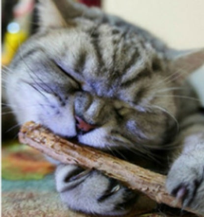 Hillbilly House Panthers Silvervine & Catnip Chew Sticks for Cats - Hillbilly House Panthers