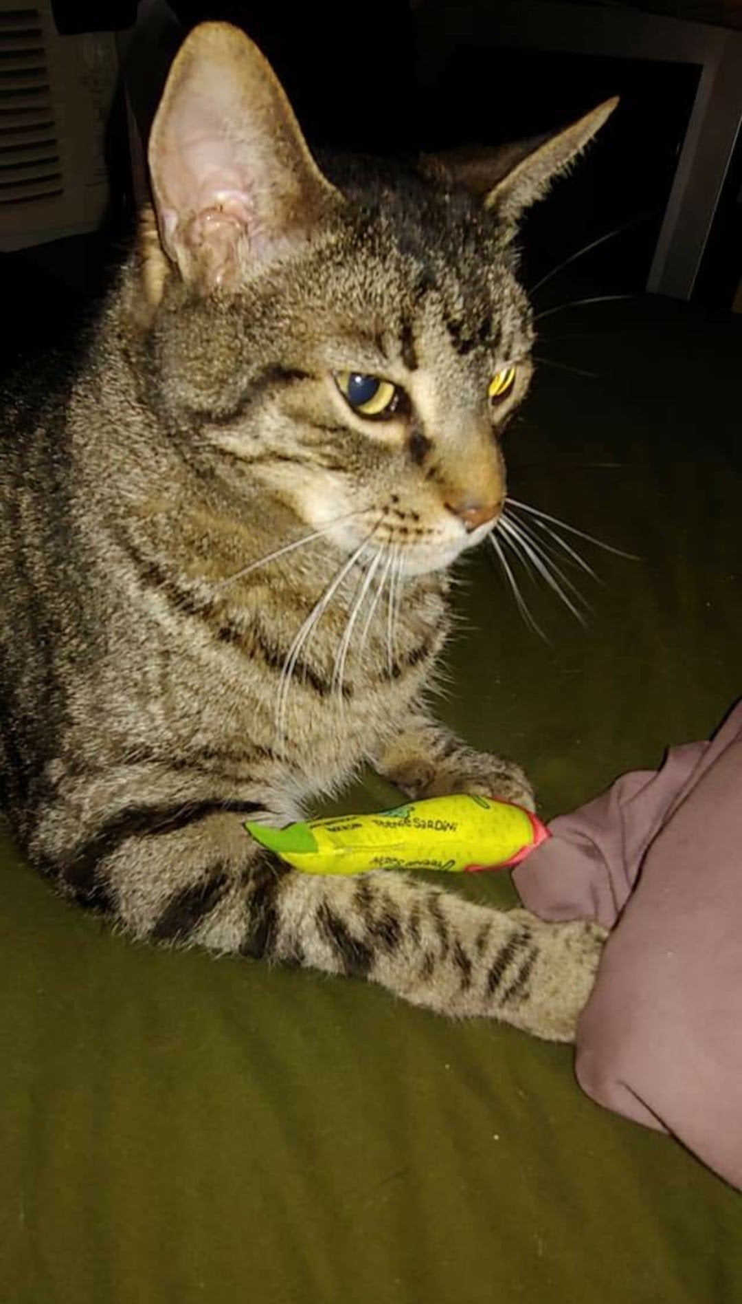 Remy from New York - Hillbilly House Panthers