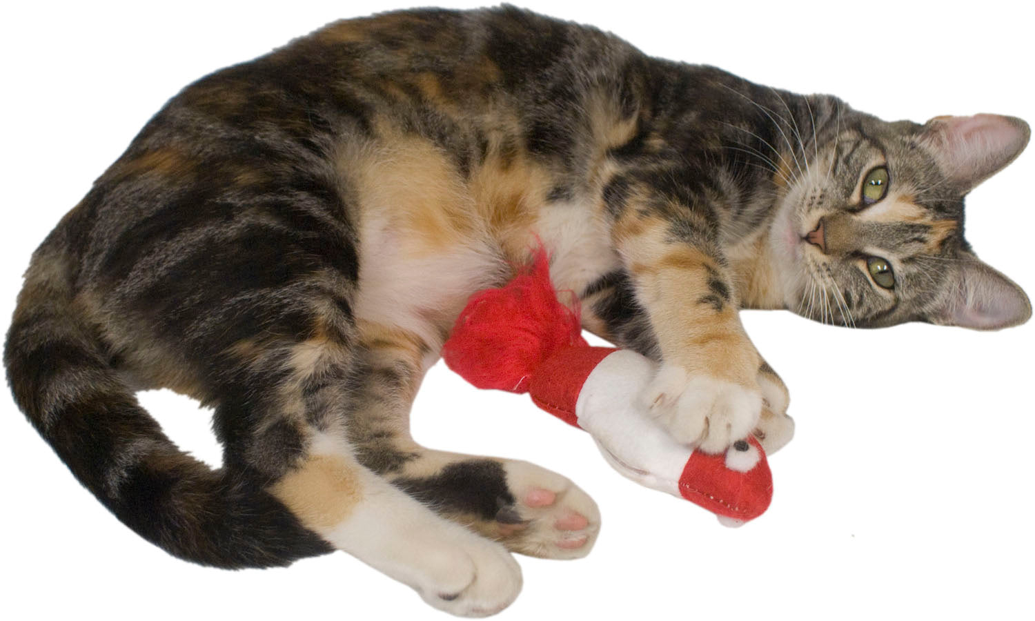 Imperial Cat Bobber Catnip Toy - Hillbilly House Panthers