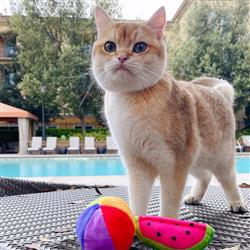 Kittybelles Beach Ball Plush Cat Toy - Hillbilly House Panthers