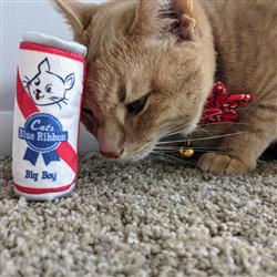 Kittybelles Blue Ribbon - Hillbilly House Panthers