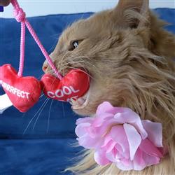 Kittybelles Heart Strings - Hillbilly House Panthers