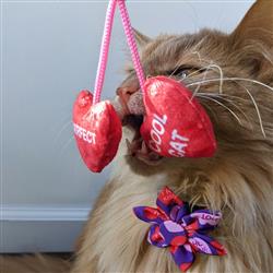 Kittybelles Heart Strings - Hillbilly House Panthers