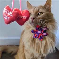 Kittybelles Heart Strings - Hillbilly House Panthers