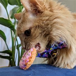 Kittybelles Strawberry Donut Sweet Plush Cat Toy - Hillbilly House Panthers