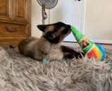 Meowijuana Get Chilled Snowcone - Hillbilly House Panthers