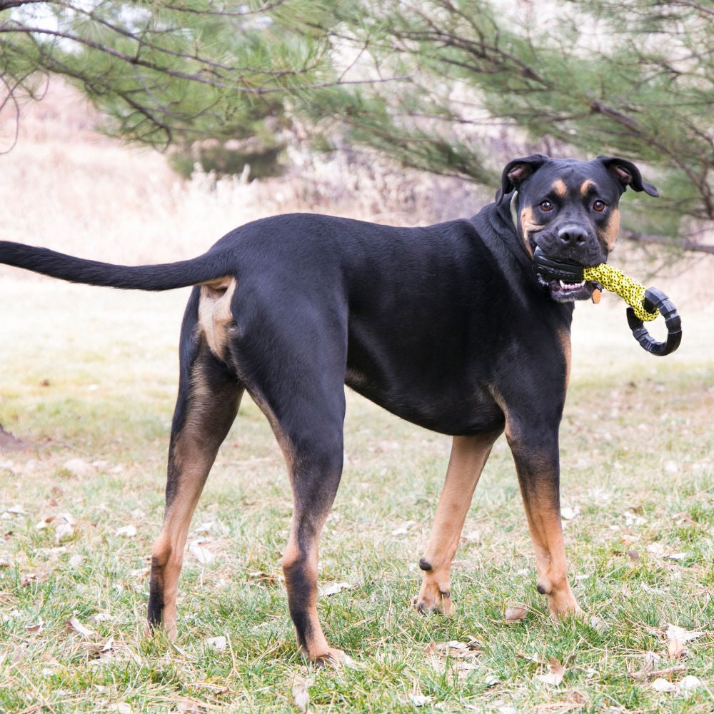KONG Jaxx Braided Tug Large - Hillbilly House Panthers