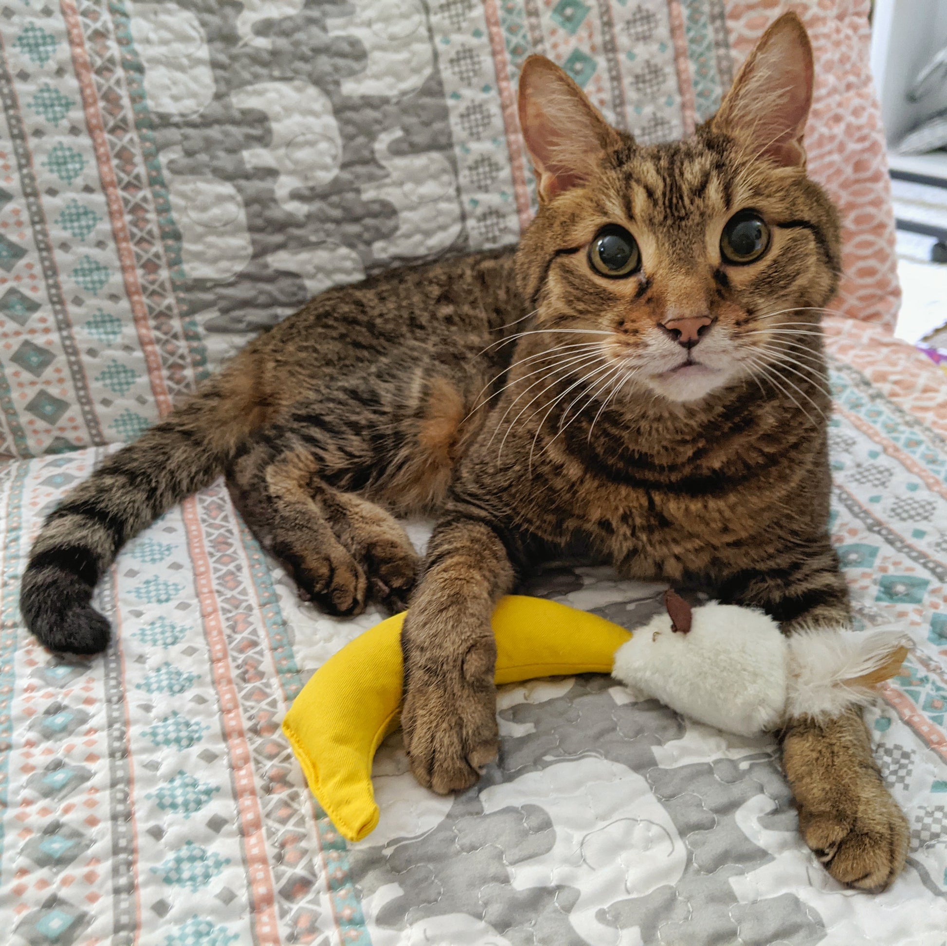 Maynard From Massachusetts - Hillbilly House Panthers