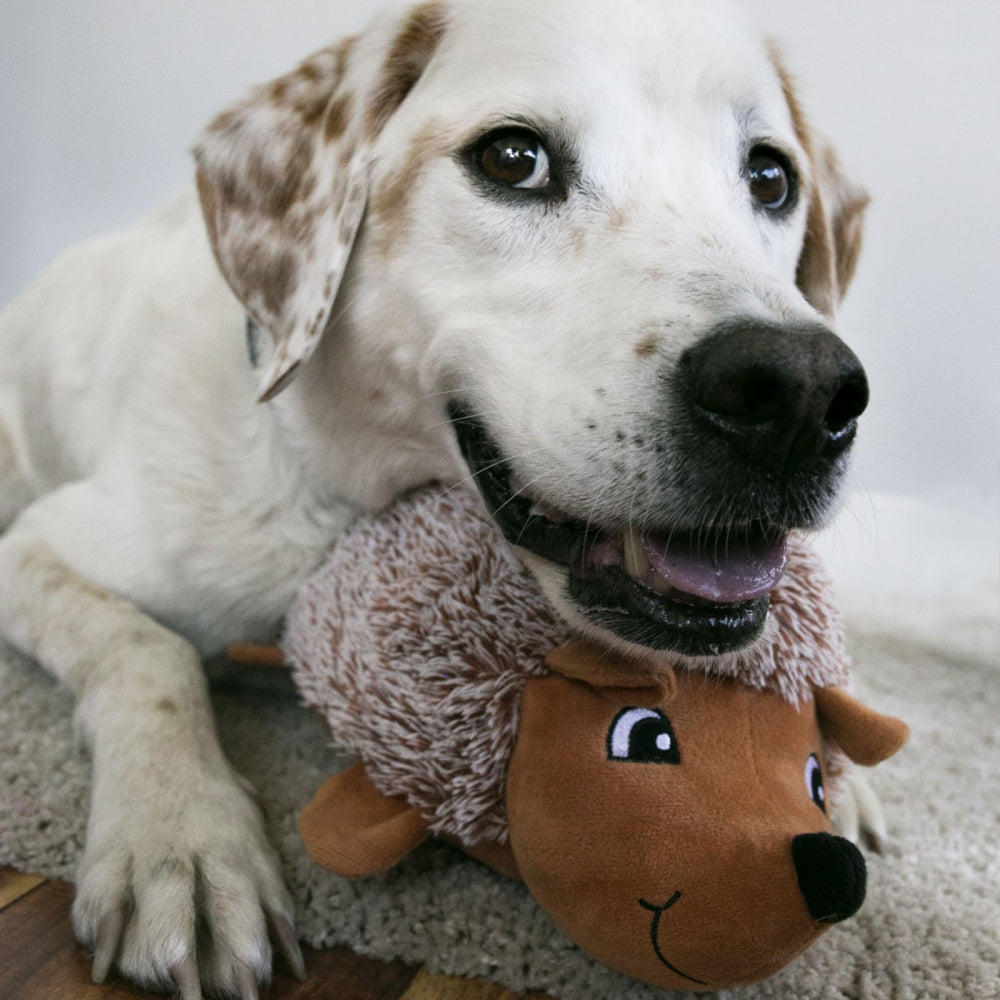 KONG Comfort Hedgehug X-Small - Hillbilly House Panthers
